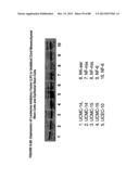 ISOLATION, CULTIVATION AND USES OF STEM/PROGENITOR CELLS diagram and image