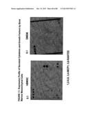 ISOLATION, CULTIVATION AND USES OF STEM/PROGENITOR CELLS diagram and image