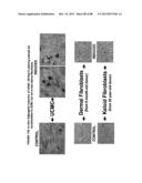 ISOLATION, CULTIVATION AND USES OF STEM/PROGENITOR CELLS diagram and image