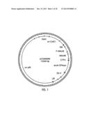 HYBRID CAULIMOVIRUS PROMOTERS AND CONSTRUCTS THEREOF diagram and image