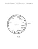 HYBRID CAULIMOVIRUS PROMOTERS AND CONSTRUCTS THEREOF diagram and image