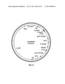 HYBRID CAULIMOVIRUS PROMOTERS AND CONSTRUCTS THEREOF diagram and image