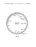 HYBRID CAULIMOVIRUS PROMOTERS AND CONSTRUCTS THEREOF diagram and image