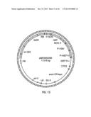 HYBRID CAULIMOVIRUS PROMOTERS AND CONSTRUCTS THEREOF diagram and image