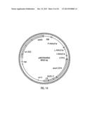 HYBRID CAULIMOVIRUS PROMOTERS AND CONSTRUCTS THEREOF diagram and image