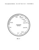 HYBRID CAULIMOVIRUS PROMOTERS AND CONSTRUCTS THEREOF diagram and image