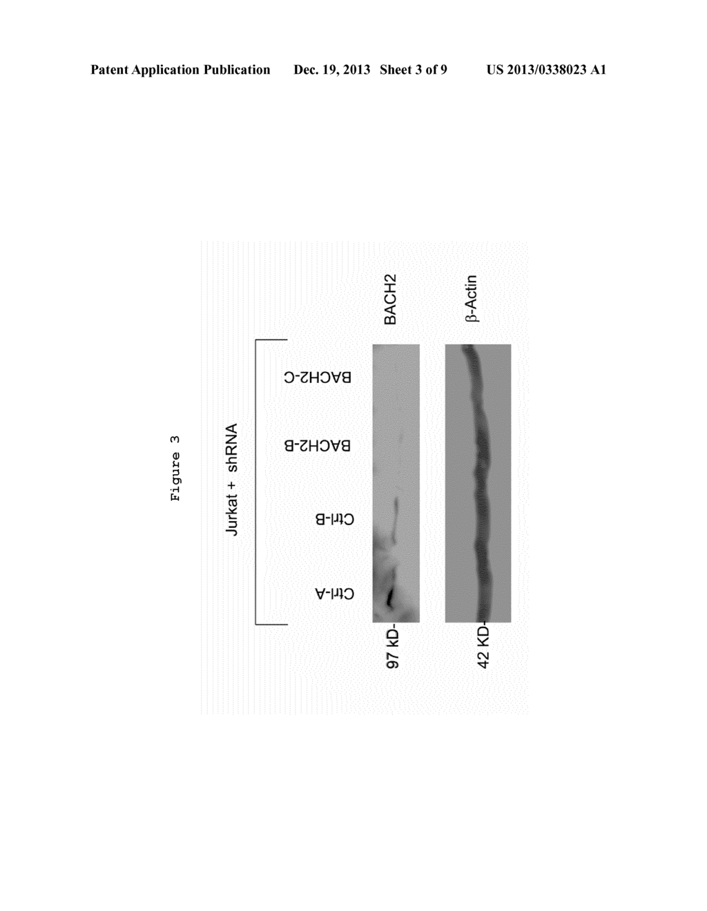 BACH2 REPRESSION IN CELLS - diagram, schematic, and image 04