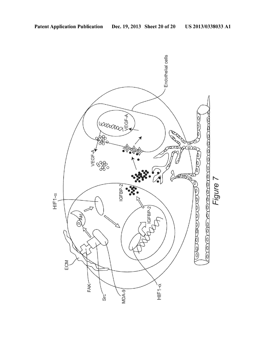 Diagnostic and Prognostic Markers for Metastasis - diagram, schematic, and image 21