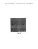 SCREENING ASSAYS AND METHODS diagram and image