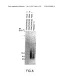 Preparation of a Therapeutic Composition diagram and image