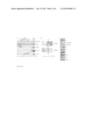 HUMAN BetaV-TUBULIN ANTIBODY AND METHODS OF USE diagram and image