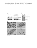 HUMAN BetaV-TUBULIN ANTIBODY AND METHODS OF USE diagram and image