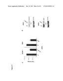 NOVEL REPRESSOR ON IFN-LAMBDA PROMOTER AND SIRNA AGAINST ZEB1 AND BLIMP-1     TO INCREASE IFN-LAMBDA GENE ACTIVITY diagram and image