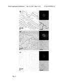 HIGHLY ORDERED ARRAYS OF COLLOIDAL 2D CRYSTALS AND METHODS FOR PRODUCING     THE SAME diagram and image