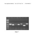 PROCESS FOR PRODUCING ETHYL ESTERS OF POLYUNSATURATED FATTY ACIDS diagram and image