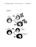 PROCESS FOR THE PREPARATION OF A COMPOSITION OF GENETICALLY MODIFIED     HEMATOPOIETIC PROGENITOR CELLS diagram and image