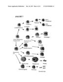 PROCESS FOR THE PREPARATION OF A COMPOSITION OF GENETICALLY MODIFIED     HEMATOPOIETIC PROGENITOR CELLS diagram and image