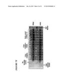 PROCESS FOR THE PREPARATION OF A COMPOSITION OF GENETICALLY MODIFIED     HEMATOPOIETIC PROGENITOR CELLS diagram and image