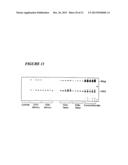 PROCESS FOR THE PREPARATION OF A COMPOSITION OF GENETICALLY MODIFIED     HEMATOPOIETIC PROGENITOR CELLS diagram and image