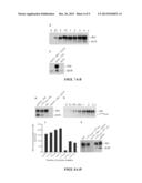 Methods of Modifying Insulin Signaling Using Biliverdin Reductase (BVR)     and BVR Derived Peptides diagram and image