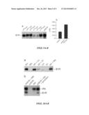 Methods of Modifying Insulin Signaling Using Biliverdin Reductase (BVR)     and BVR Derived Peptides diagram and image