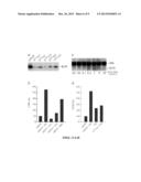 Methods of Modifying Insulin Signaling Using Biliverdin Reductase (BVR)     and BVR Derived Peptides diagram and image