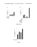 Methods of Modifying Insulin Signaling Using Biliverdin Reductase (BVR)     and BVR Derived Peptides diagram and image