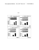 MODULATION OF HISTONE H2B MONOUBIQUITINATION AND TREATMENT OF CANCER diagram and image