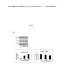 MODULATION OF HISTONE H2B MONOUBIQUITINATION AND TREATMENT OF CANCER diagram and image