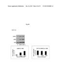 MODULATION OF HISTONE H2B MONOUBIQUITINATION AND TREATMENT OF CANCER diagram and image