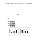 MODULATION OF HISTONE H2B MONOUBIQUITINATION AND TREATMENT OF CANCER diagram and image