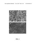 Immortal Unipotent Porcine PICM-19H and PICM-19B Stem Cell Lines diagram and image