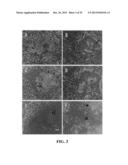 Immortal Unipotent Porcine PICM-19H and PICM-19B Stem Cell Lines diagram and image