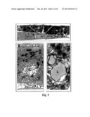 Immortal Unipotent Porcine PICM-19H and PICM-19B Stem Cell Lines diagram and image