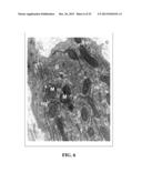 Immortal Unipotent Porcine PICM-19H and PICM-19B Stem Cell Lines diagram and image