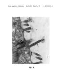 Immortal Unipotent Porcine PICM-19H and PICM-19B Stem Cell Lines diagram and image