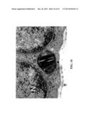 Immortal Unipotent Porcine PICM-19H and PICM-19B Stem Cell Lines diagram and image