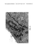 Immortal Unipotent Porcine PICM-19H and PICM-19B Stem Cell Lines diagram and image