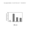 Immortal Unipotent Porcine PICM-19H and PICM-19B Stem Cell Lines diagram and image