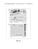 Immortal Unipotent Porcine PICM-19H and PICM-19B Stem Cell Lines diagram and image
