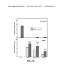 Immortal Unipotent Porcine PICM-19H and PICM-19B Stem Cell Lines diagram and image