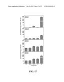 Immortal Unipotent Porcine PICM-19H and PICM-19B Stem Cell Lines diagram and image