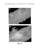 Immortal Unipotent Porcine PICM-19H and PICM-19B Stem Cell Lines diagram and image