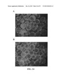 Immortal Unipotent Porcine PICM-19H and PICM-19B Stem Cell Lines diagram and image