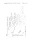 DSMZ 24726 FOR SECOND GENERATION BIO-ETHANOL PRODUCTION diagram and image