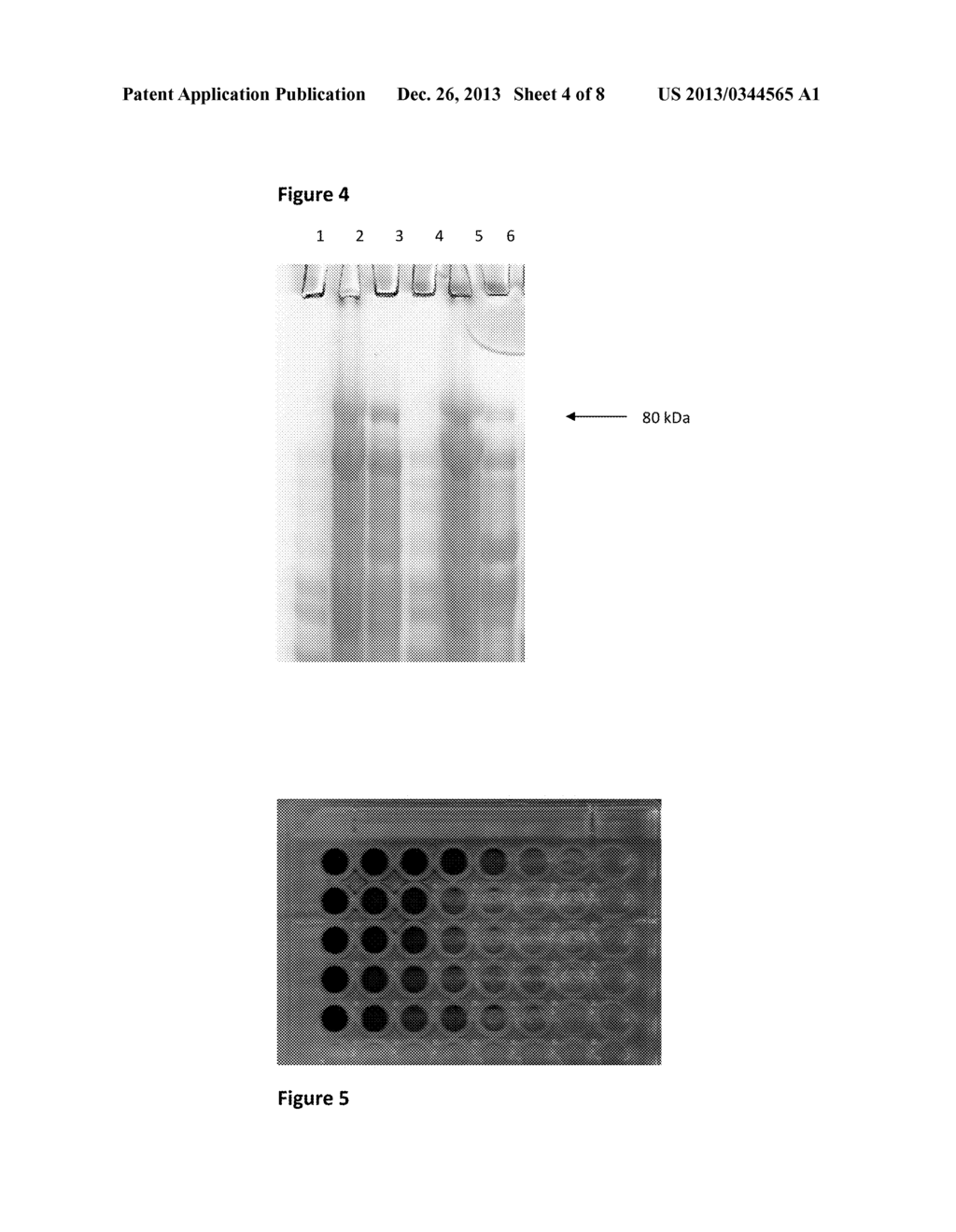 Optimization of Expression and Purification of Recombinant Human MxA     Protein in E. Coli - diagram, schematic, and image 05