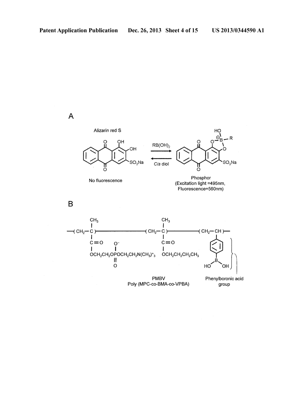 OLIGOPEPTIDE SEQUENCE SPECIFICALLY BONDING TO PHENYLBORONIC ACID GROUP - diagram, schematic, and image 05