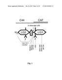 METHOD FOR THE PRODUCTION OF HYBRIDOMA CELL LINES PRODUCING MONOCLONAL     ANTIBODIES CAPABLE TO SPECIFICALLY BINDING TO A HUMAN C44-FRAGMENT OF     AGRIN diagram and image