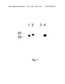 METHOD FOR THE PRODUCTION OF HYBRIDOMA CELL LINES PRODUCING MONOCLONAL     ANTIBODIES CAPABLE TO SPECIFICALLY BINDING TO A HUMAN C44-FRAGMENT OF     AGRIN diagram and image