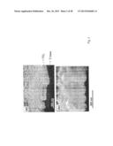 COMPOSITIONS COMPRISING NANOSTRUCTURES FOR CELL, TISSUE AND ARTIFICIAL     ORGAN GROWTH, AND METHODS FOR MAKING AND USING SAME diagram and image